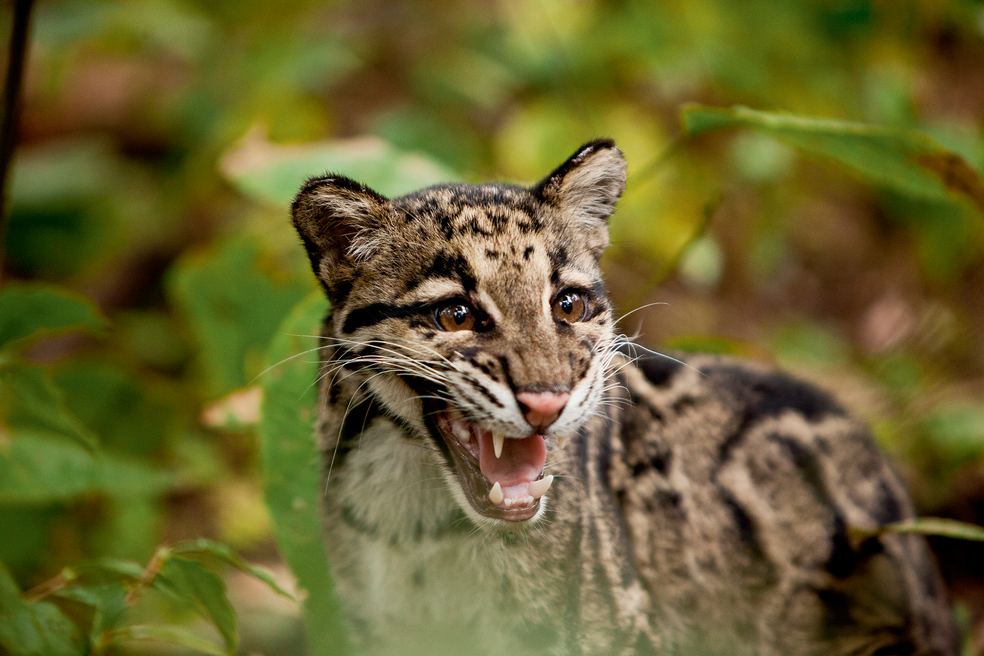 Wild cats of India featured in NatGeo Live Wild Cats Revealed with Sandesh Kadur